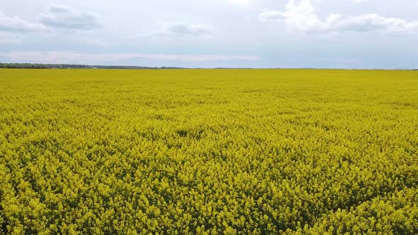 Rapeseed Field