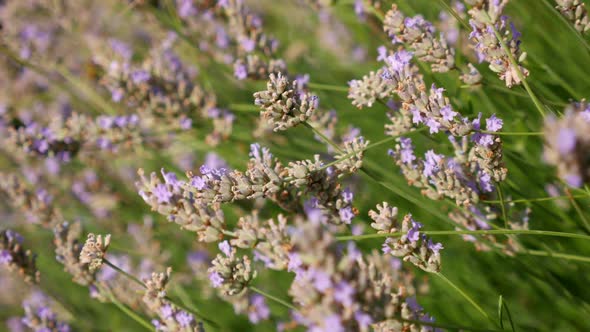 Lavender Flowers Swaying in Wind