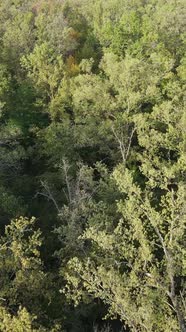 Aerial View of Trees in the Forest