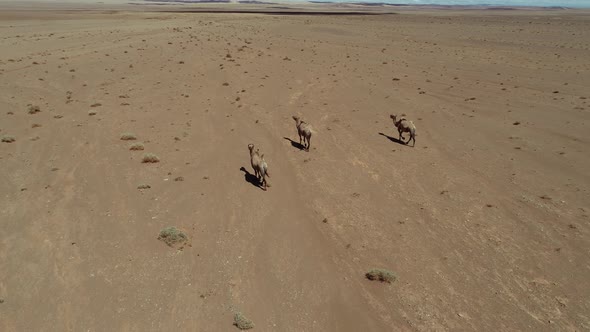 Group of Camels in the Mongolia Desert