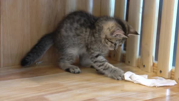 Cute Scottish Kitten Playing Tissue On Floor