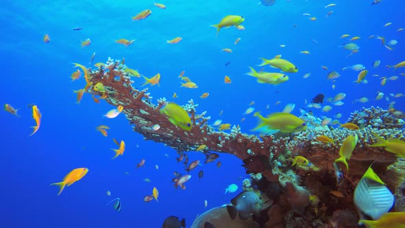 Underwater Sea