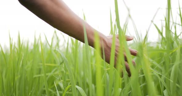 Hand touching and stroking green leaves rice in field