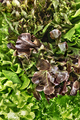Varieties of Lettuces - PhotoDune Item for Sale