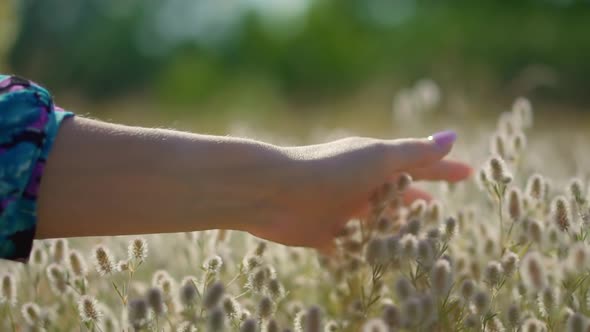 Woman Hand Touching Wilflower On Flower Field.Hand Touches Grass In Wheat Field.Summer Field.