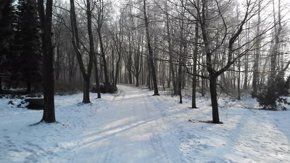 Winter forest on a sunny day