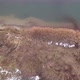 Aerial View of the Shore of a Big Forest Lake Showing the Clear Water the Sandy Beach and the Trees - VideoHive Item for Sale