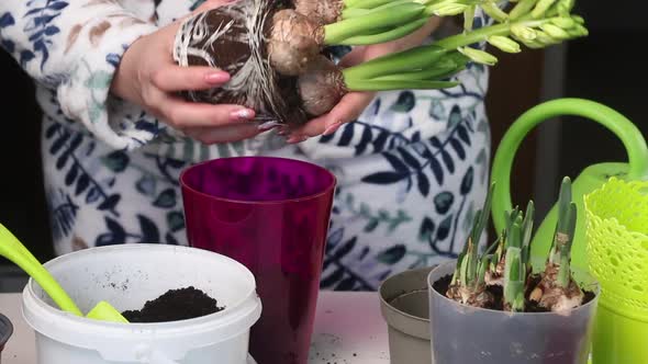 The Woman Transplants The Primroses Into A New Pot. Daffodil Bulbs And Buds Are Visible. Close Up