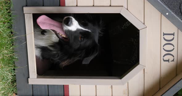 Border Collie Dog in its Dog House, male, Picardy in France, vertical video, Real Time 4K