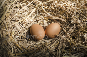 chicken eggs / Photodune, Misc