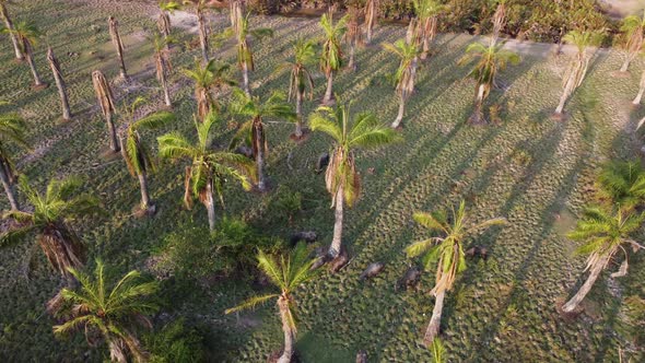 Aerial tracking buffaloes grazing grass