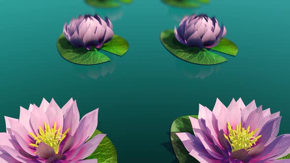 Time Lapse Footage of Pink Lotus Water Lily Flower Blooming Opens