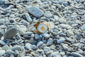 crumpled aluminum metal orange can on pebble beach - PhotoDune Item for Sale