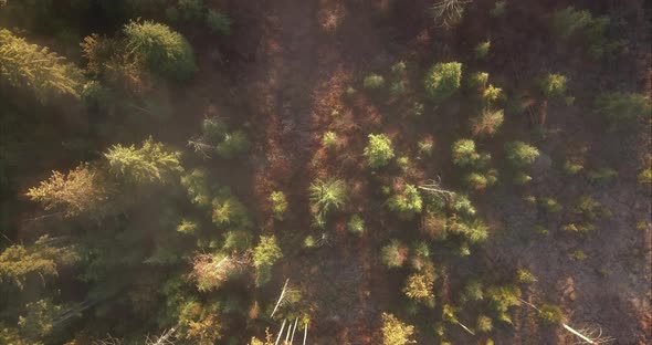 Top view of unique forest wetland scenery