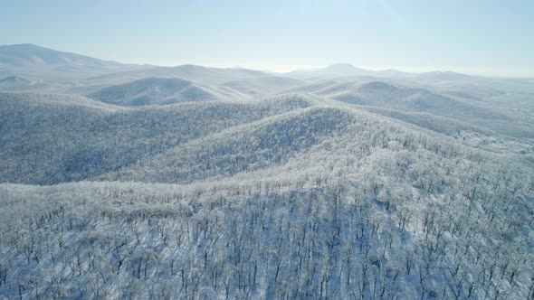 Aerial View of a Frozen Forest with Snow Covered Trees at Winter