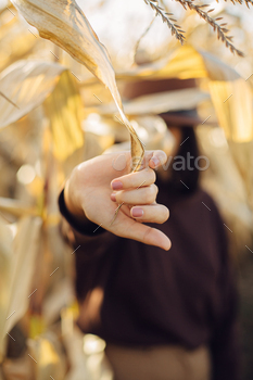 Woman hand holding yellow corn leaf on background of maize field in warm sunny light. Hand close up / Photodune, Misc