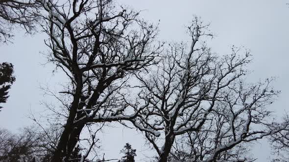 Snowy oak crowns in winter