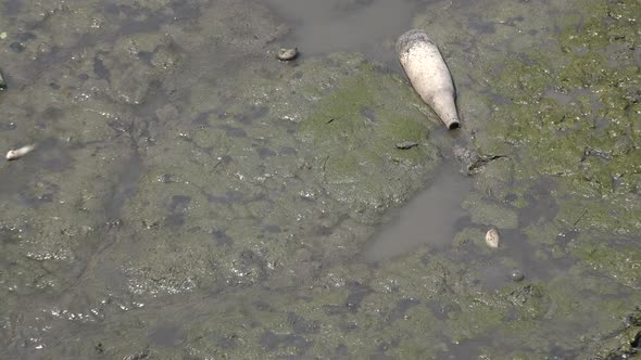 Trash lying in a muddy polluted pond, with small dead fish.