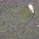 Trash lying in a muddy polluted pond, with small dead fish. - VideoHive Item for Sale