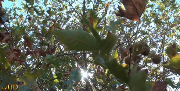 Under a Plane Tree