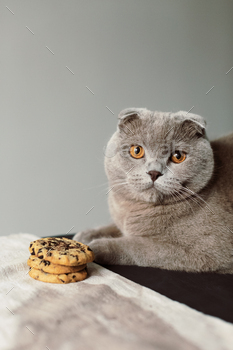 Cat and Homemade chocolate chip cookies / Photodune, Misc