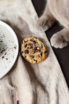Cat and Homemade chocolate chip cookies / Photodune, Misc