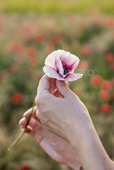 Female hands hold a pink poppy flower against the background of a red field of poppies. / Photodune, Misc