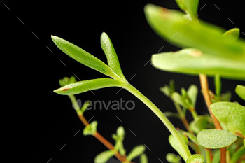 Small young green sprouts of a plant on black background / Photodune, Misc