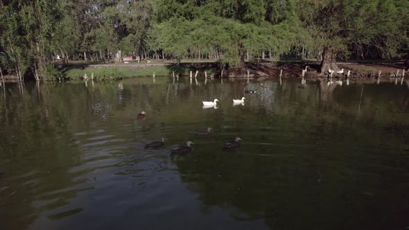 Aerial travel shot in lake with ducks