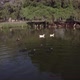 Aerial travel shot in lake with ducks - VideoHive Item for Sale
