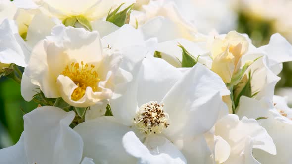 Beautiful delicate picturesque bush blooming roses on a summer day in the park. Rose garden.