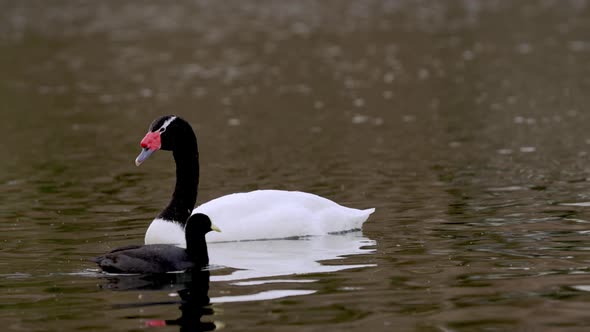 A small white winged coot, fulica leucoptera swim pass a graceful black necked swan, cygnus melancor