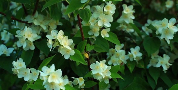 Jasmine Flowers