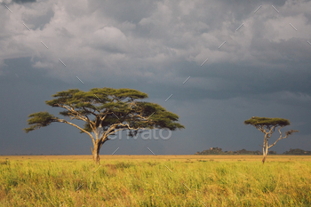 Tanzania / Photodune, Misc