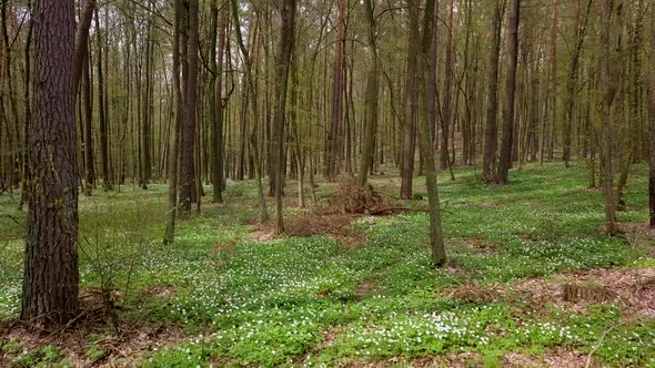 Not High Flight in Beautiful Spring Forest