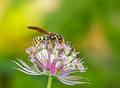 European paper wasp on an astranatia flower - PhotoDune Item for Sale
