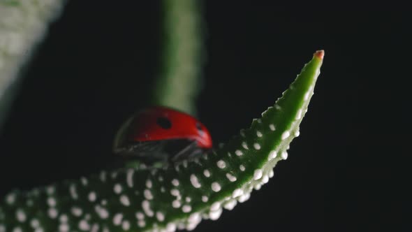 Bright red ladybird walks around small green plant macro shot 2