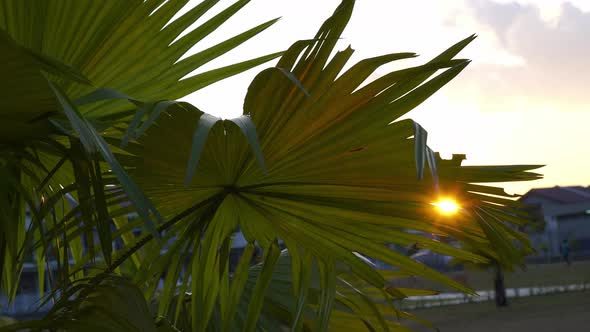 Sunset light through leave of plant