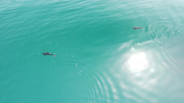 Aerial View of the Dolphins Slowly Swimming in Crystal Clear Calm Turquoise Waters