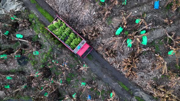 Farmers Collect Bananas and Load them into the Machine 4 k Aerial View Alanya Turkey