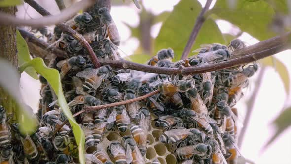 Close Shot of a Bee Colony Swarming Over the Top  Honeycomb Structure