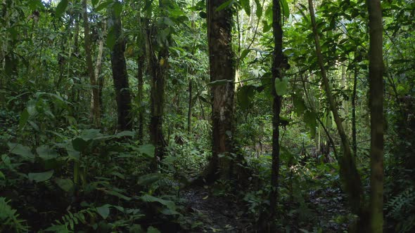 Walking on a small footpath through a tropical rainforest