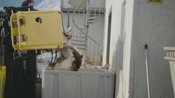 Forklift Pours Out Fresh Cod Fishes Into Storage Container At Fishing Port For Delivery In Tromso, N