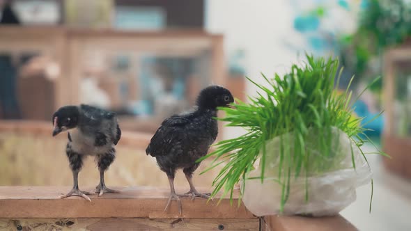 Small Hand Crow Feeds on Grass