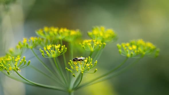 Yellow-black Hoverfly on Fennel Flowers