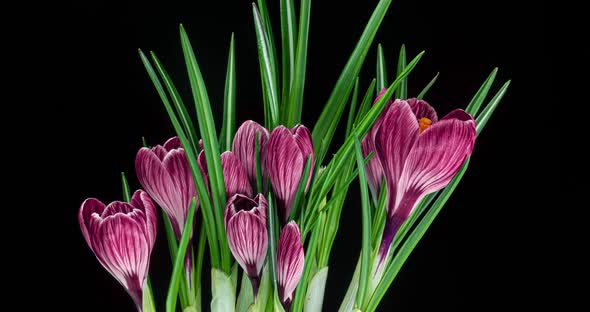 Timelapse of Several Pink Crocuses Flowers Grow, Blooming and Fading on Black Background