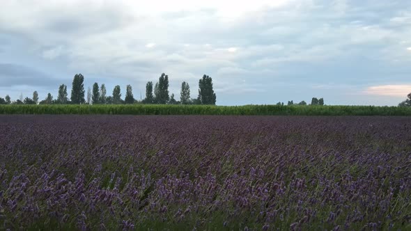 Flying over the lavender fields in a rural landscape