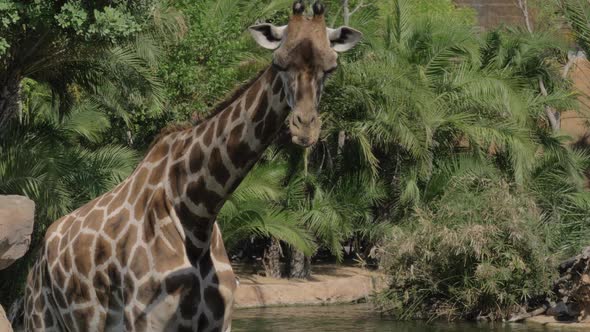 Giraffe in the Zoo