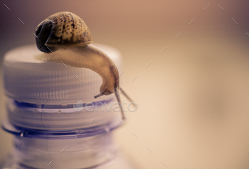 Snail macro close up / Photodune, Misc