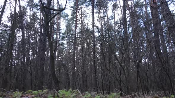 Trees in a Pine Forest During the Day Aerial View